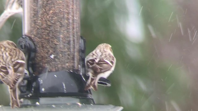 Hoary Redpoll (exilipes) - ML303773001