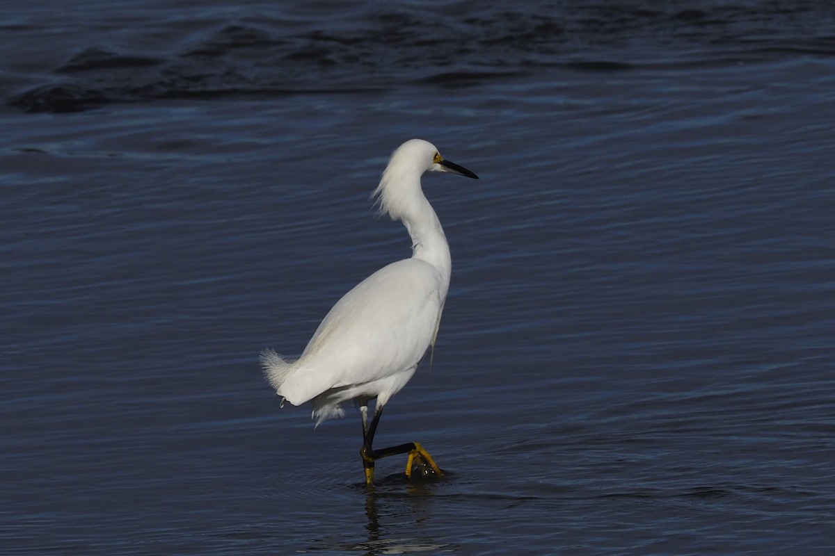 Snowy Egret - Donna Pomeroy