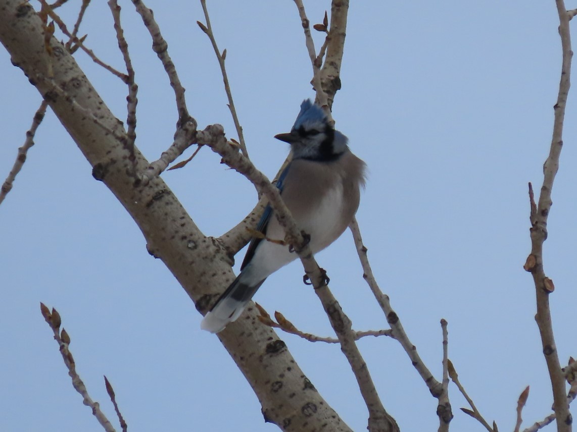 Blue Jay - ML303773441