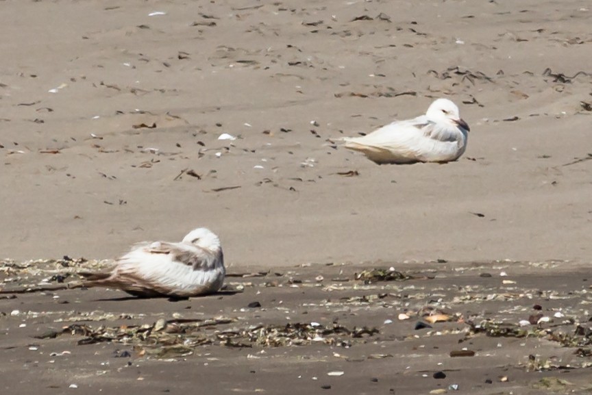 Gaviota de Bering - ML30377351