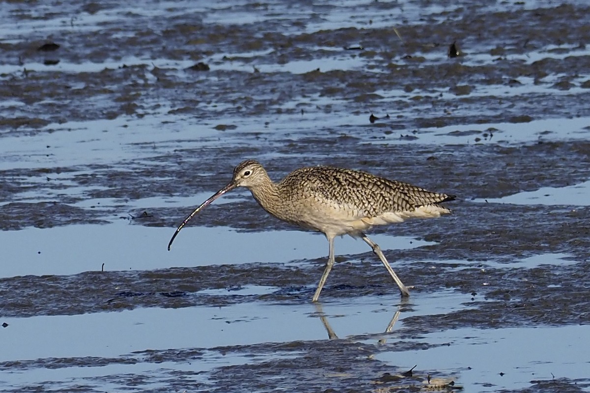 Long-billed Curlew - ML303773771