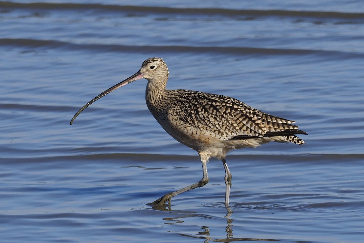 Long-billed Curlew - ML303773781