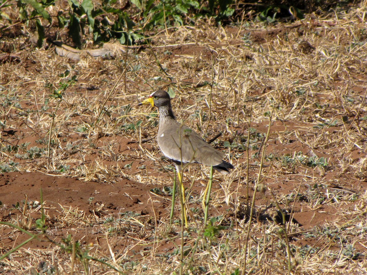 Wattled Lapwing - ML303773791