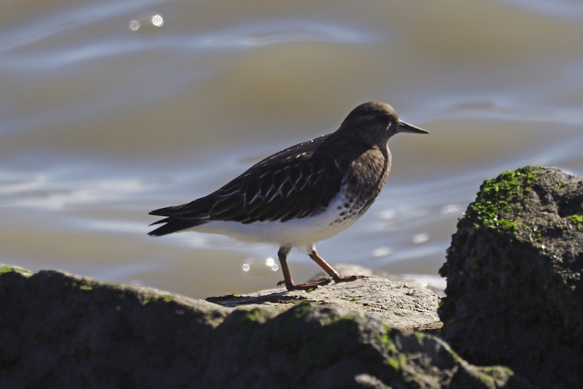 Black Turnstone - Donna Pomeroy