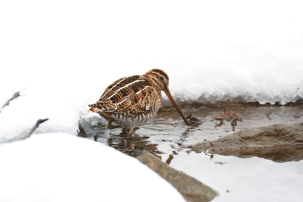 Wilson's Snipe - ML303775861