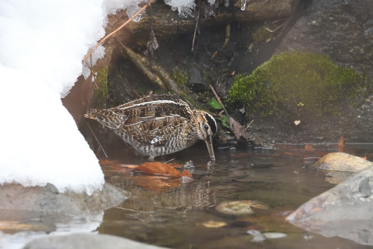 Wilson's Snipe - ML303775881