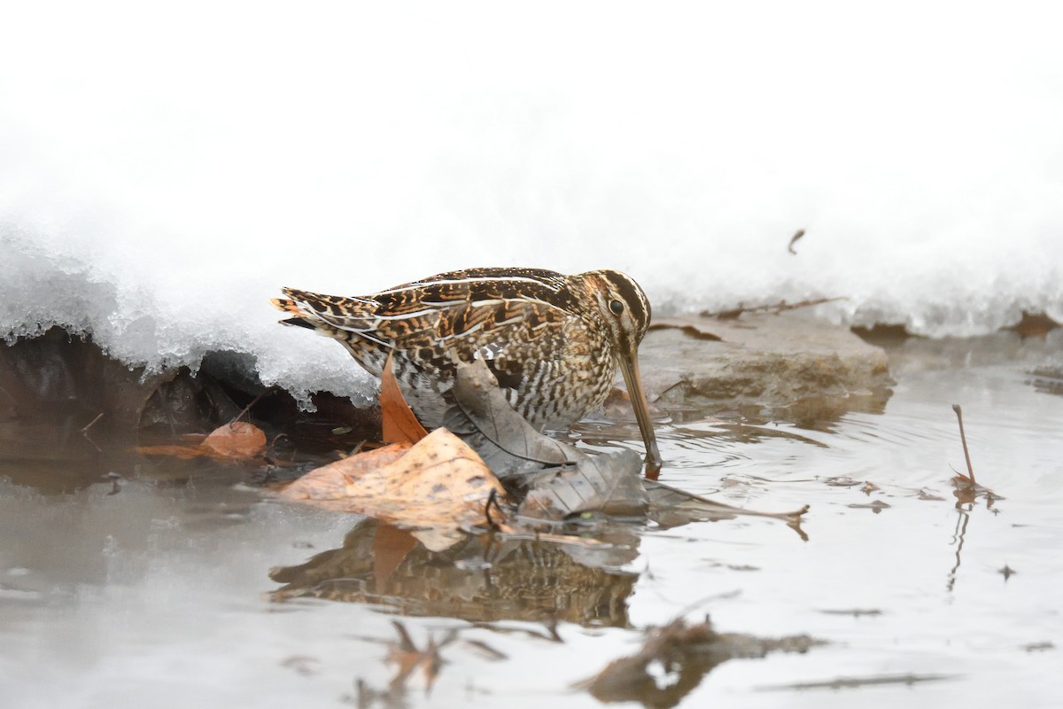 Wilson's Snipe - ML303775891