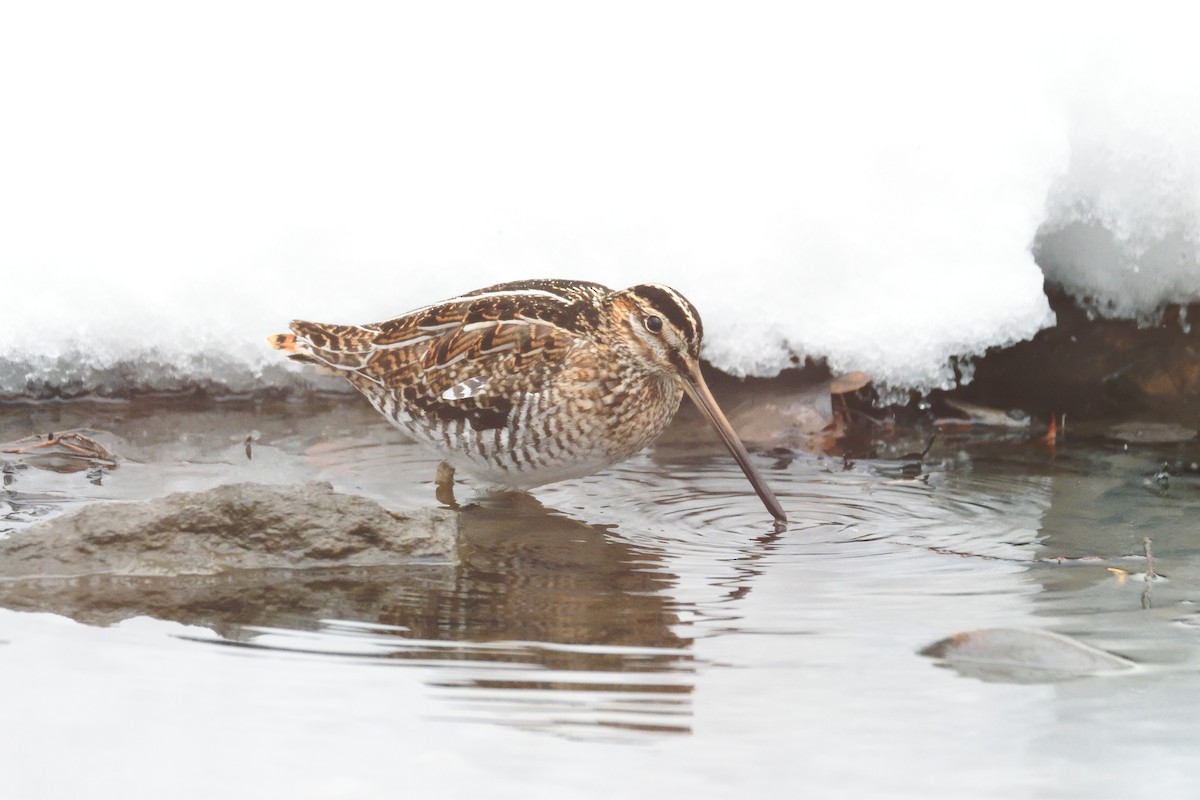 Wilson's Snipe - ML303775901