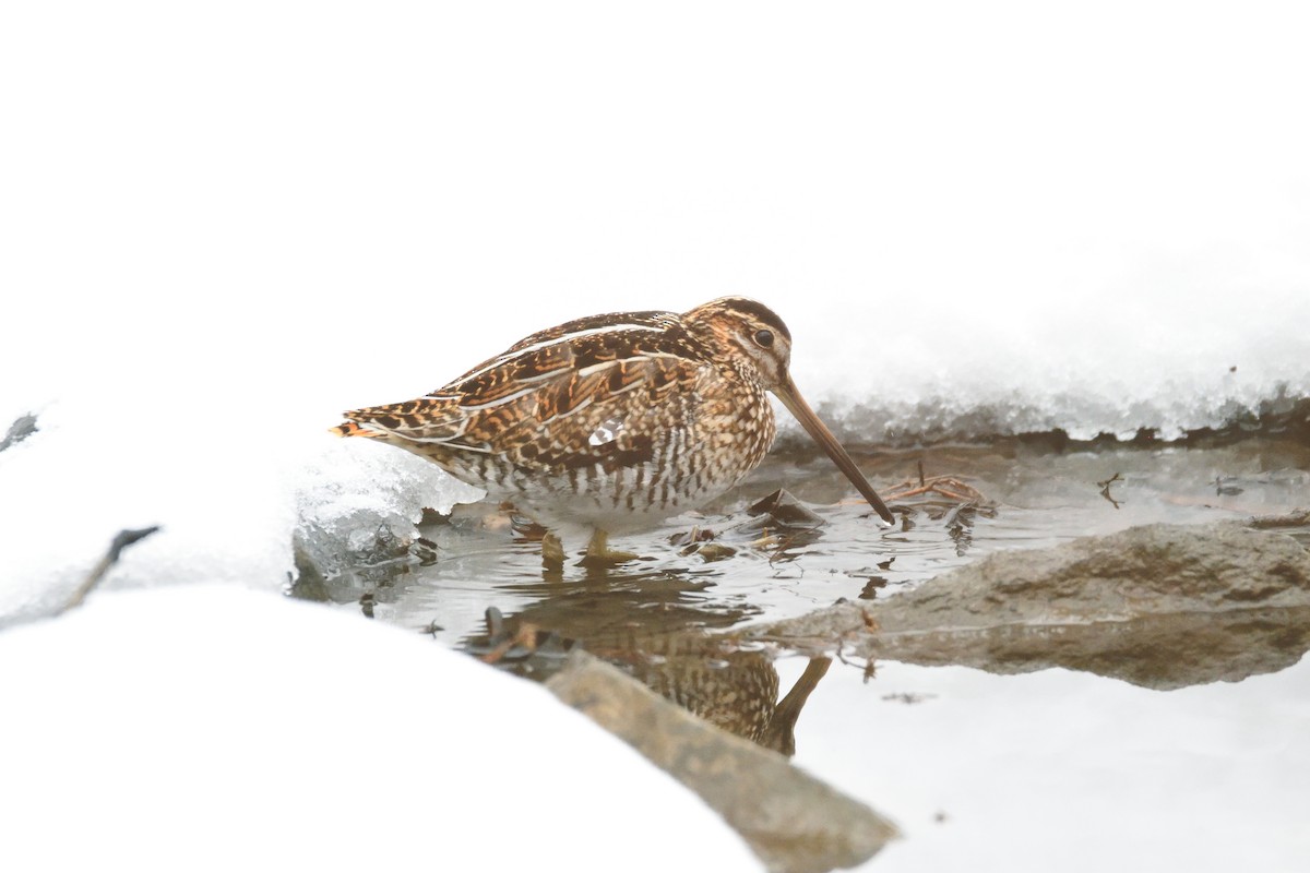 Wilson's Snipe - ML303775911