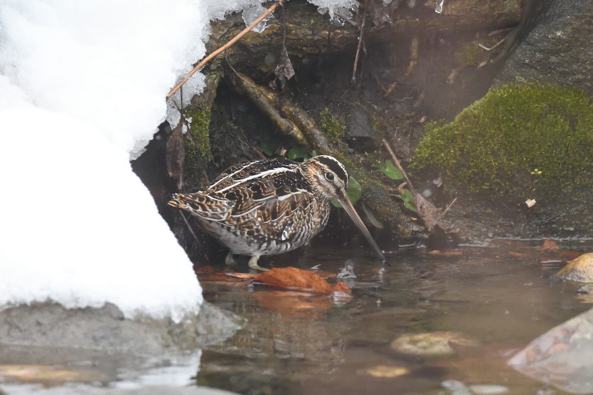 Wilson's Snipe - ML303775921