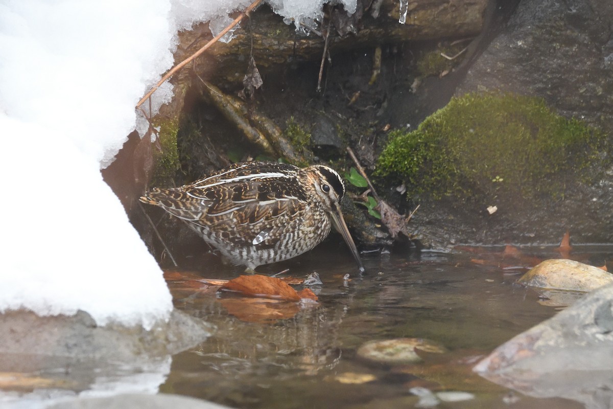 Wilson's Snipe - ML303775971