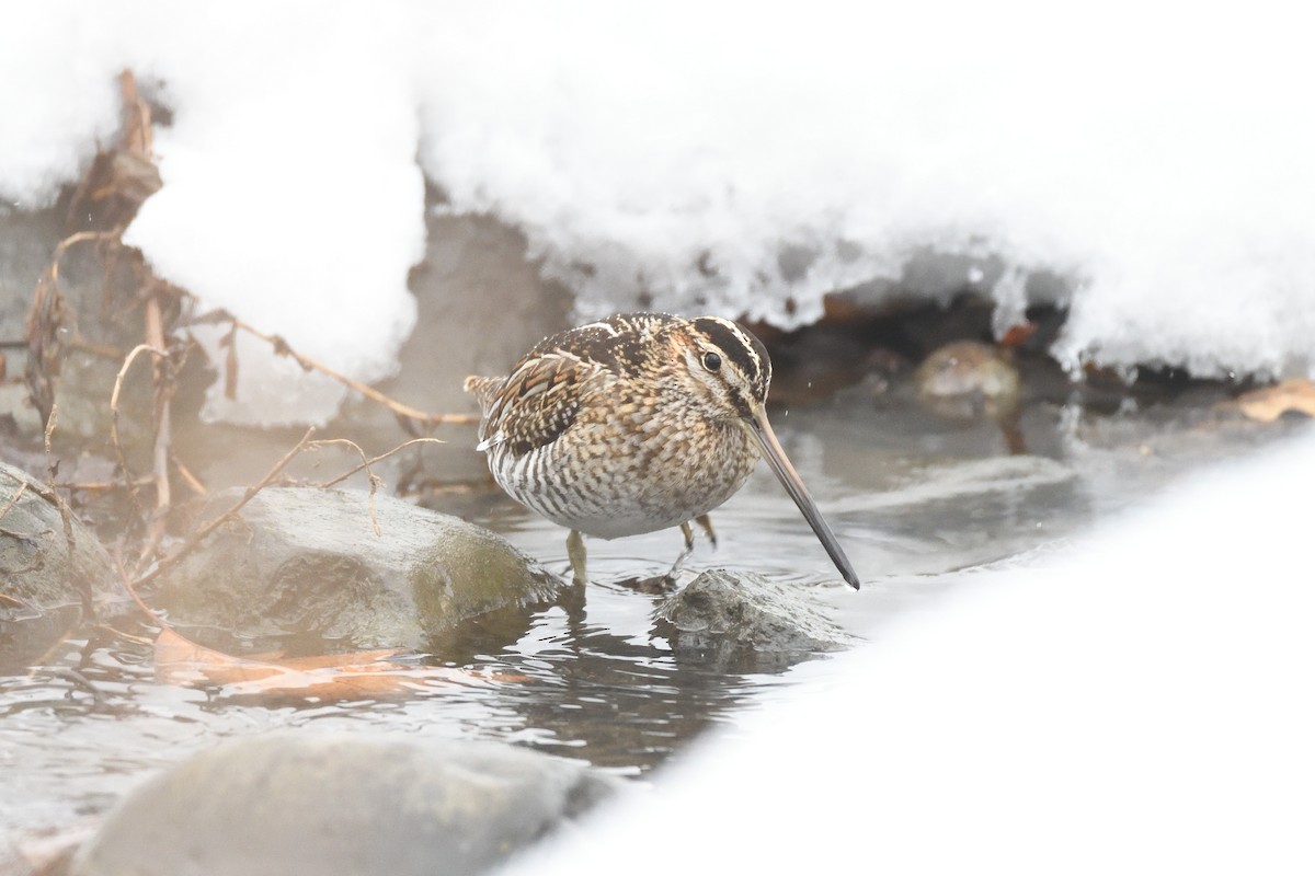 Wilson's Snipe - terence zahner