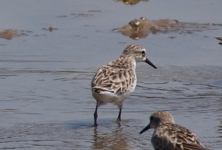 Long-toed Stint - ML303777161