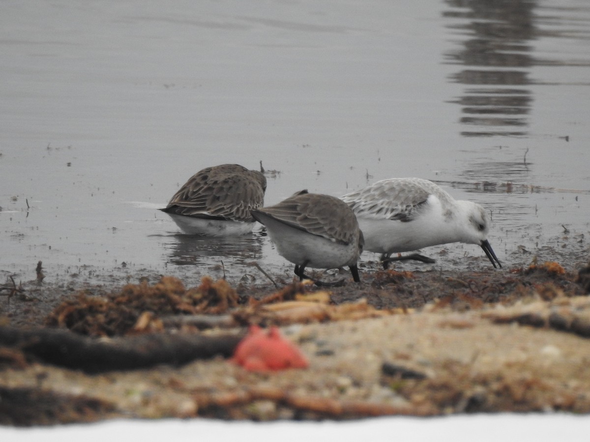 Bécasseau sanderling - ML303778111