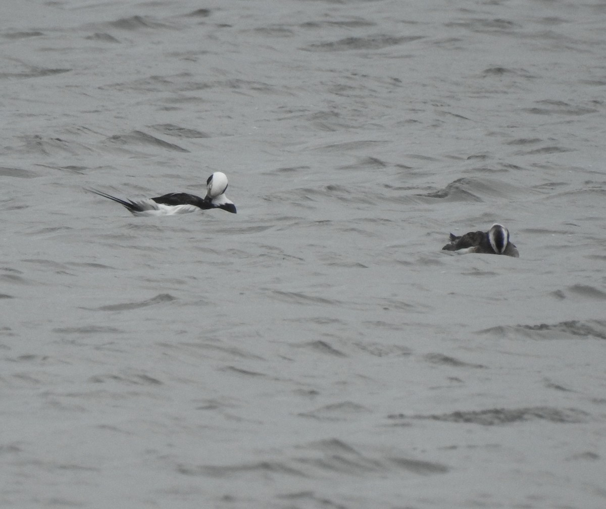 Long-tailed Duck - ML303778491