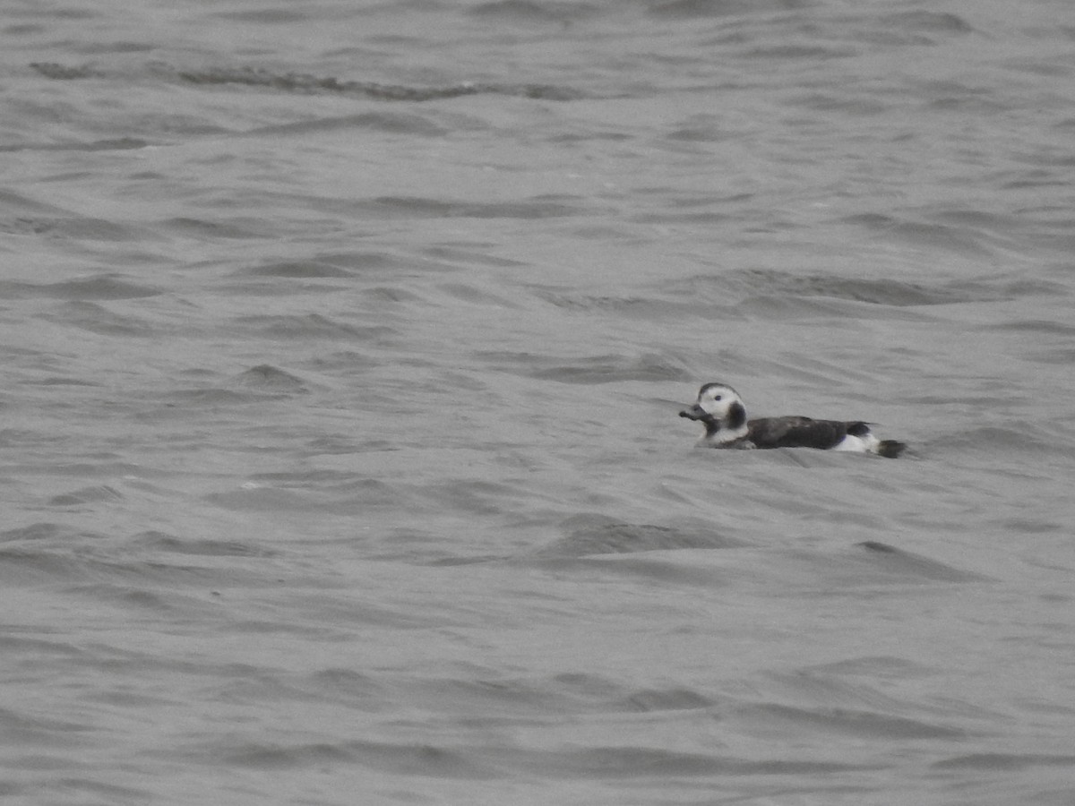 Long-tailed Duck - Vincent Glasser