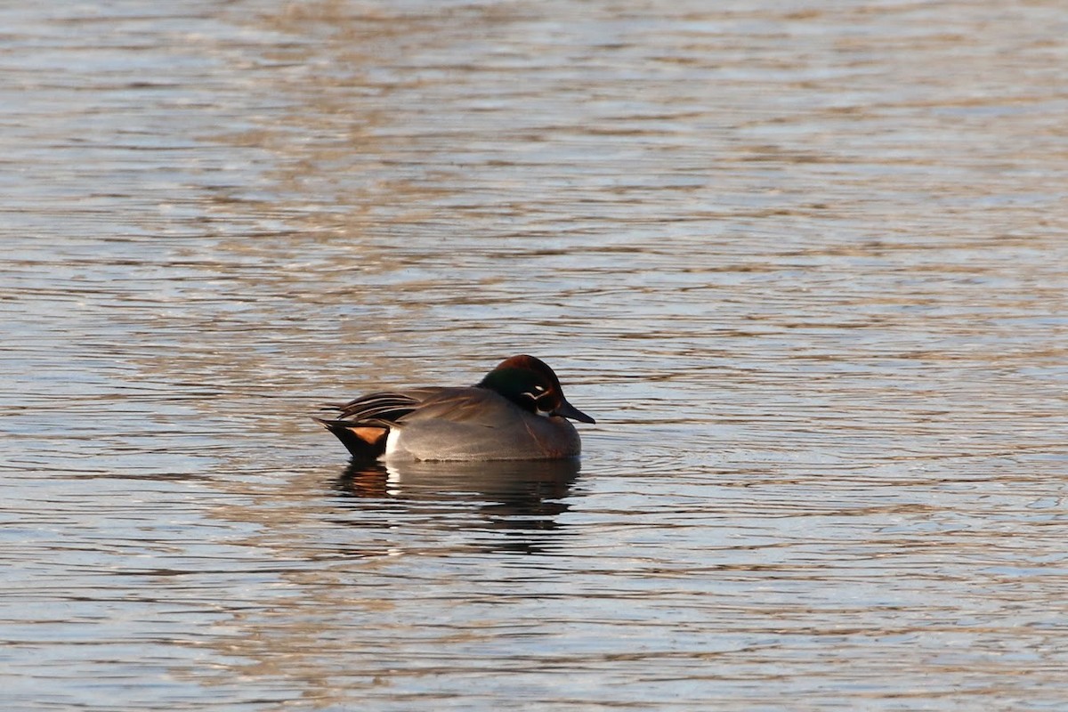 anatidé sp. (canard sp.) - ML303782311