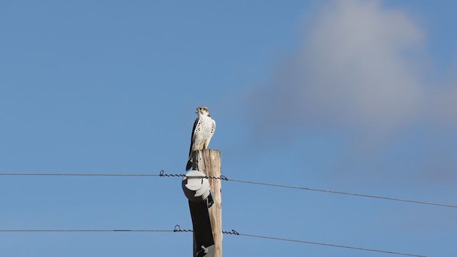 Prairie Falcon - ML303782521