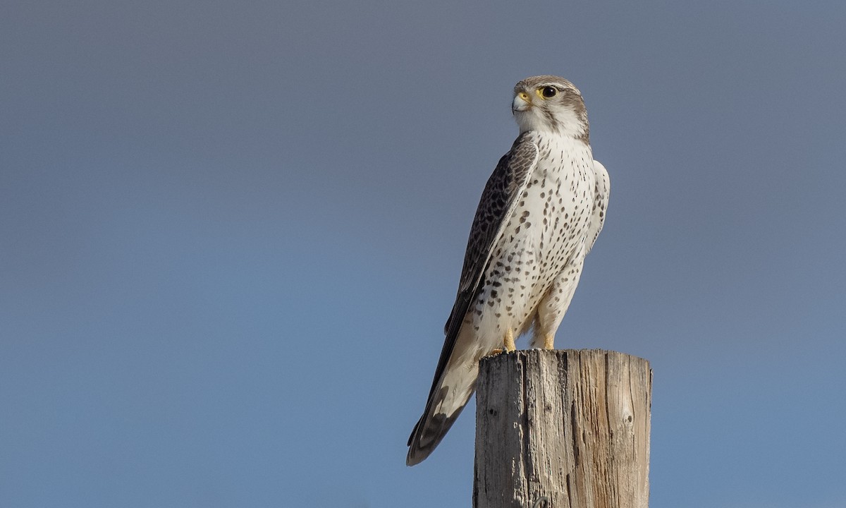 Prairie Falcon - ML303782981