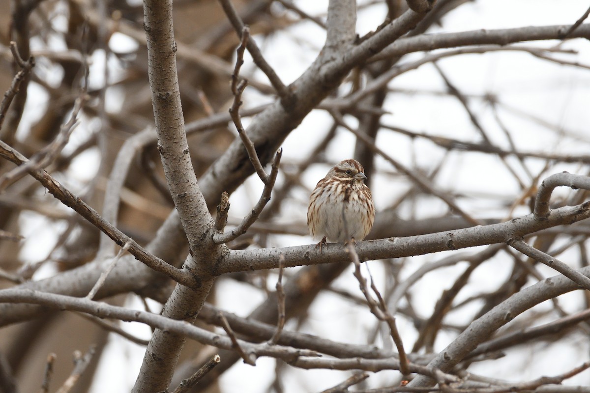 Song Sparrow - ML303783491