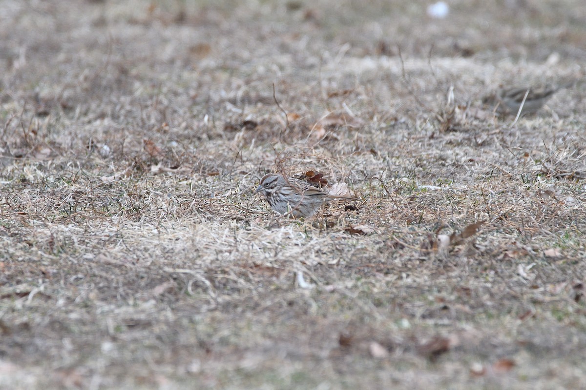 Song Sparrow - ML303783511