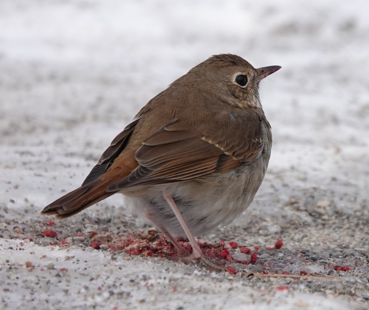 Hermit Thrush - ML303784871