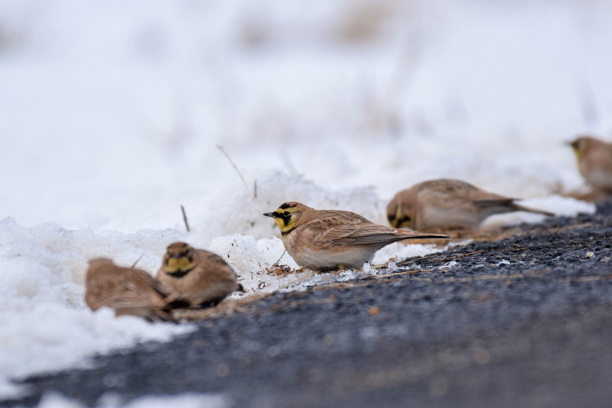 Horned Lark - Amiel Hopkins