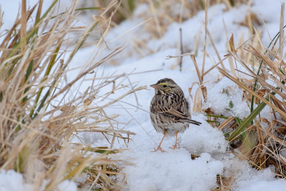 Savannah Sparrow - ML303786111