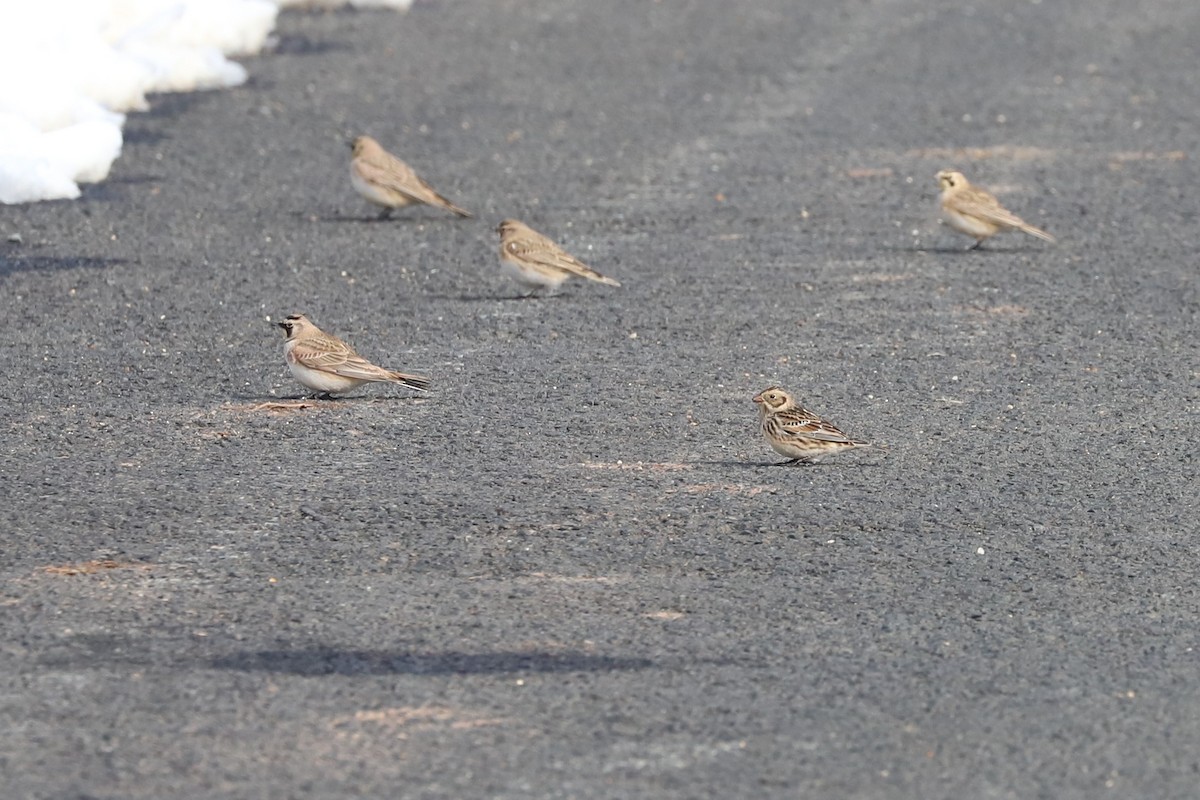 Lapland Longspur - Nick Newberry