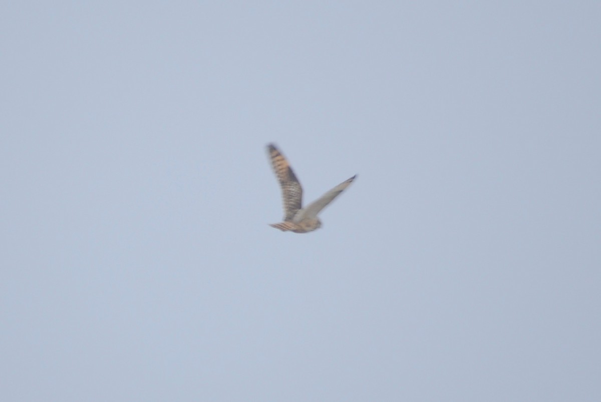 Short-eared Owl - ML303789081