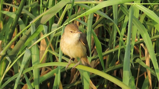 Clamorous Reed Warbler - ML303789131