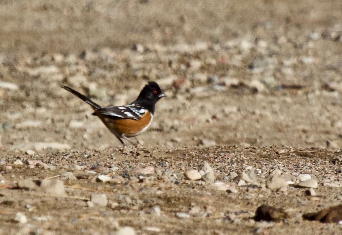 Spotted Towhee - ML303790861