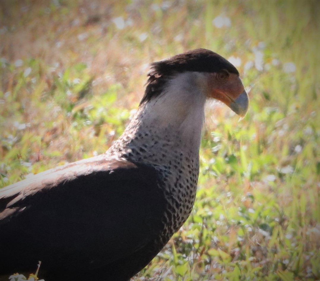 Crested Caracara (Northern) - ML303792151