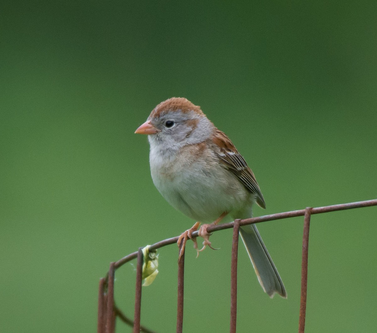 Field Sparrow - ML30379221