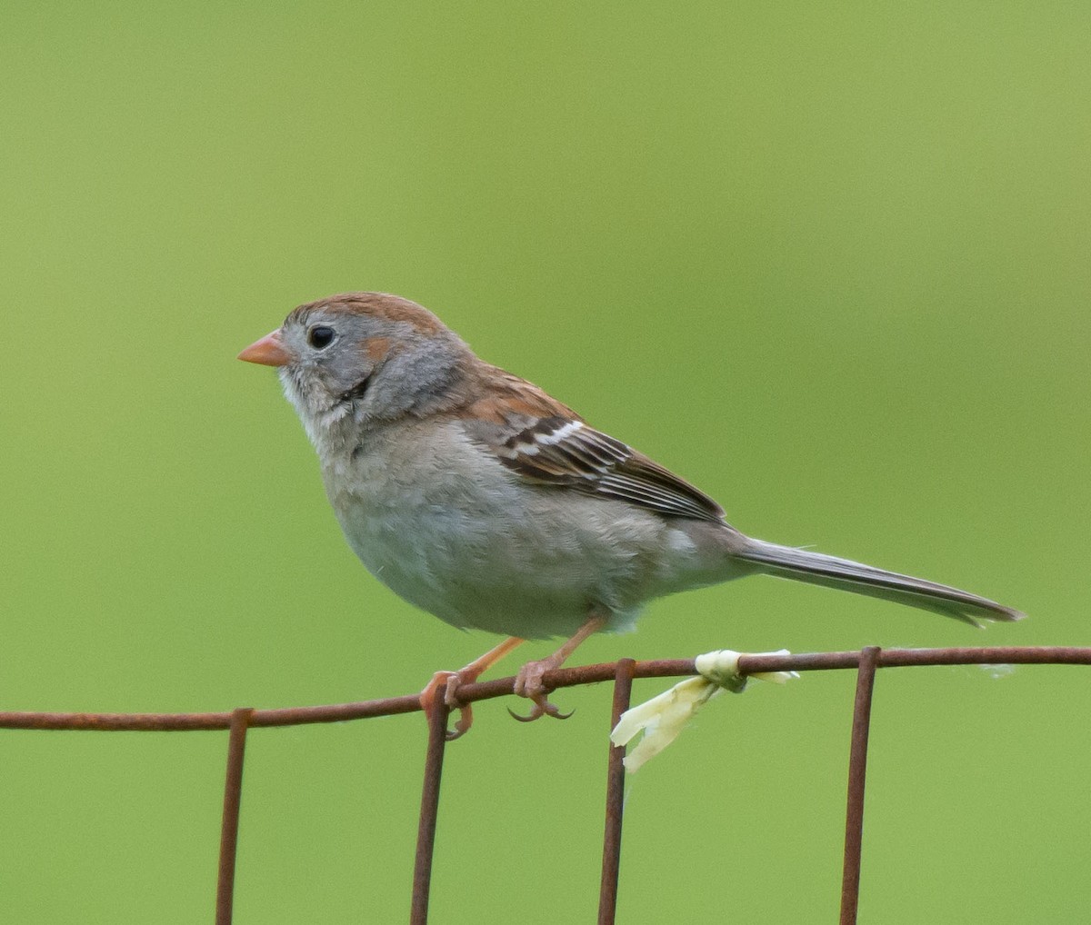 Field Sparrow - ML30379231