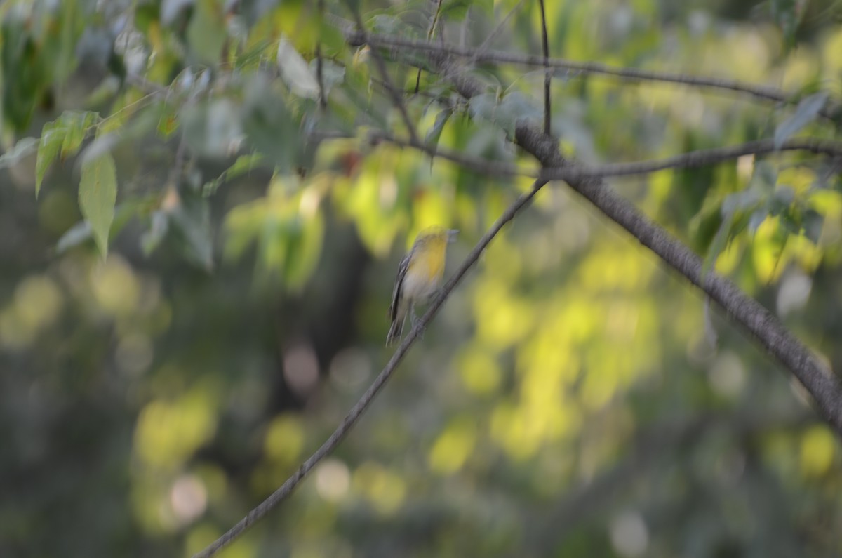 Yellow-throated Vireo - ML30379441