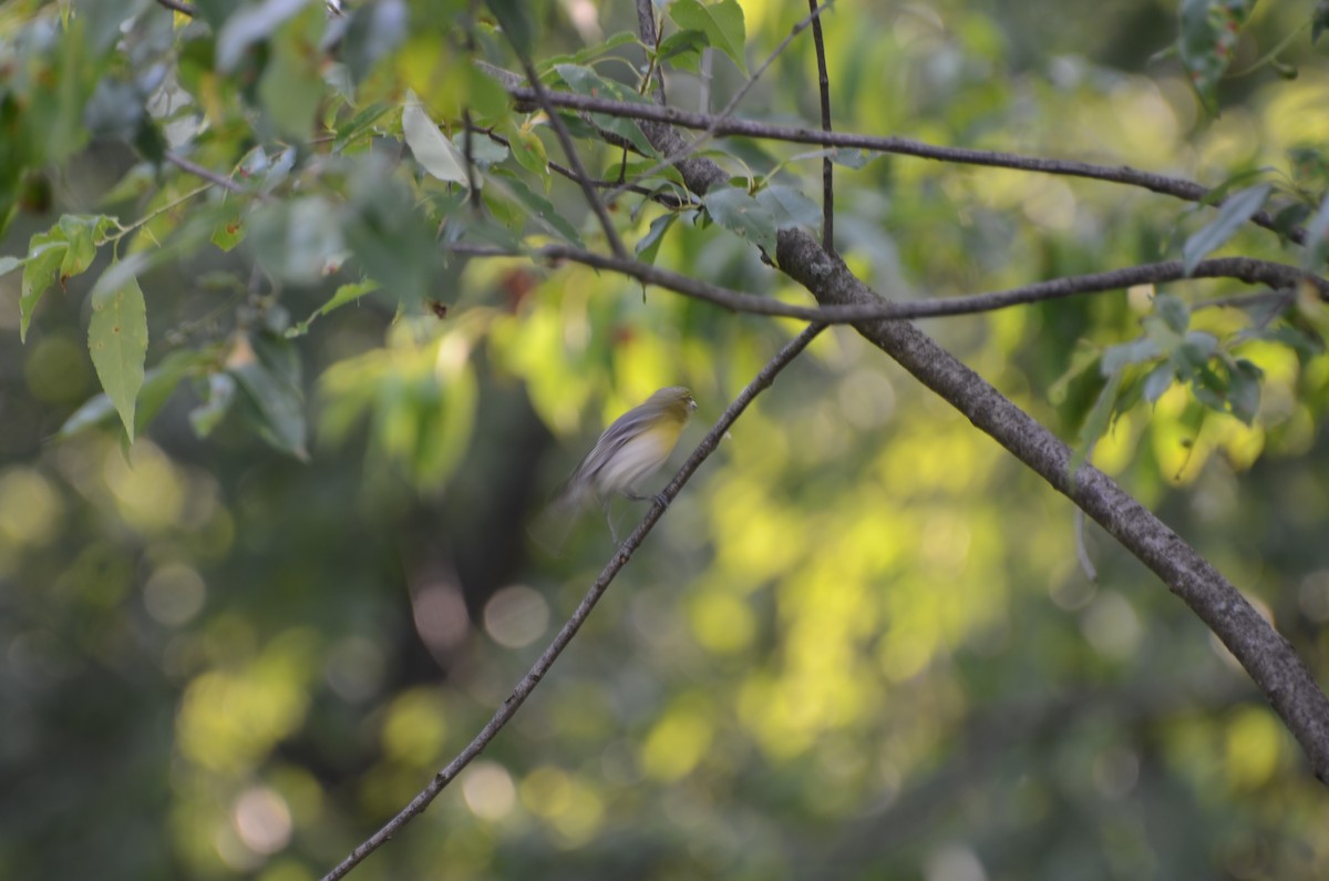 Yellow-throated Vireo - ML30379451