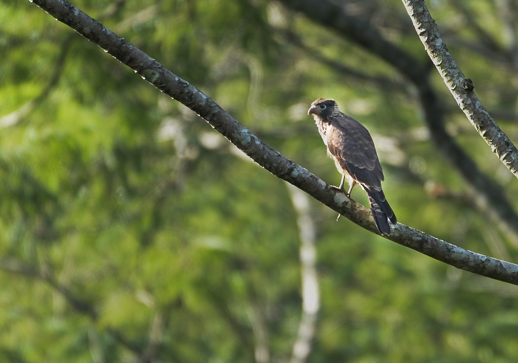 Yellow-headed Caracara - Ronaldo Lebowski