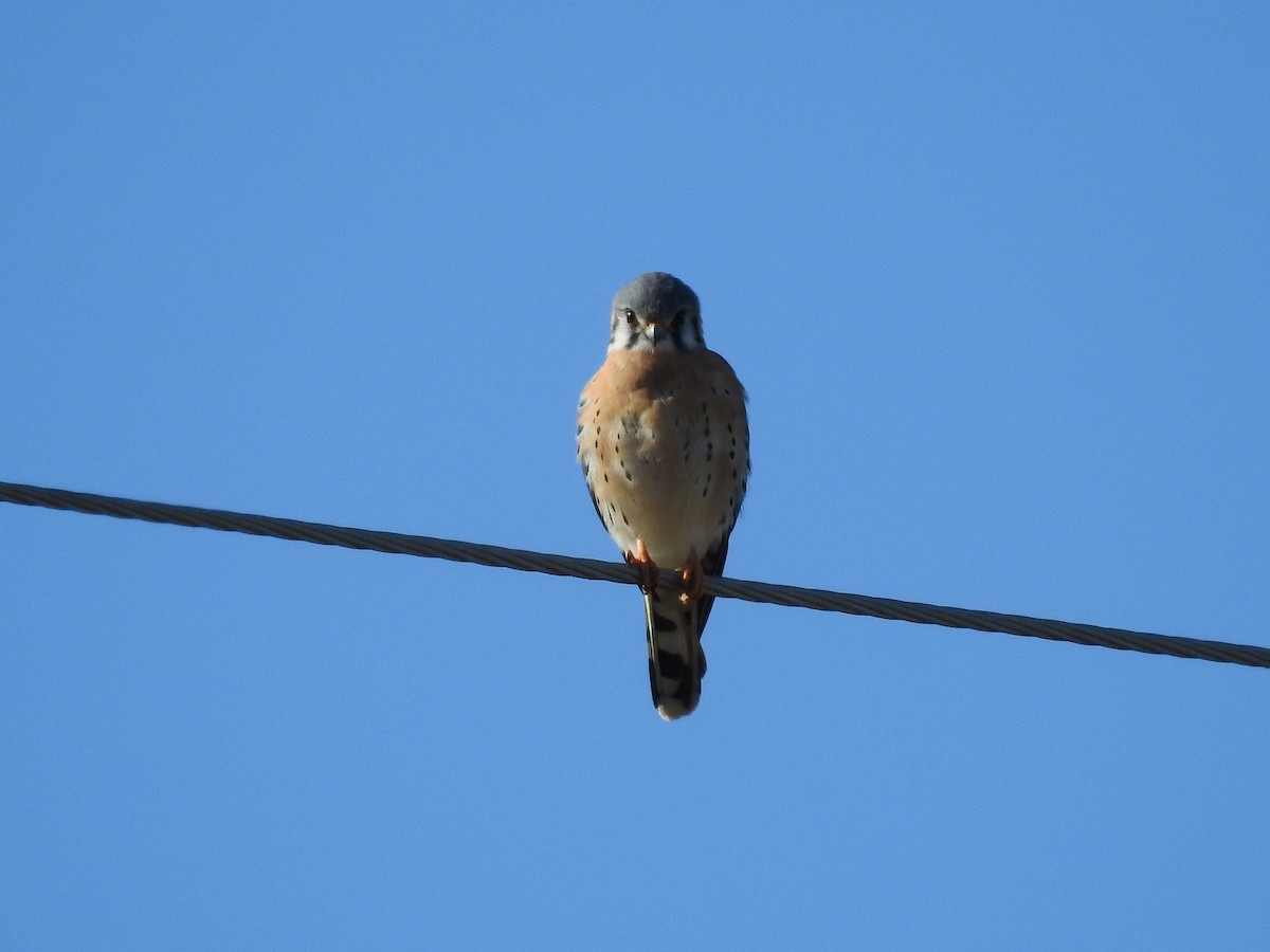 American Kestrel - ML303795871