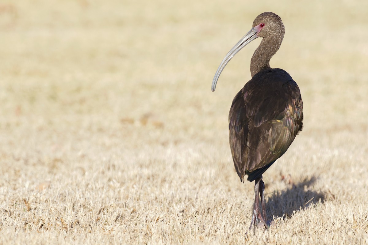 White-faced Ibis - ML303797981
