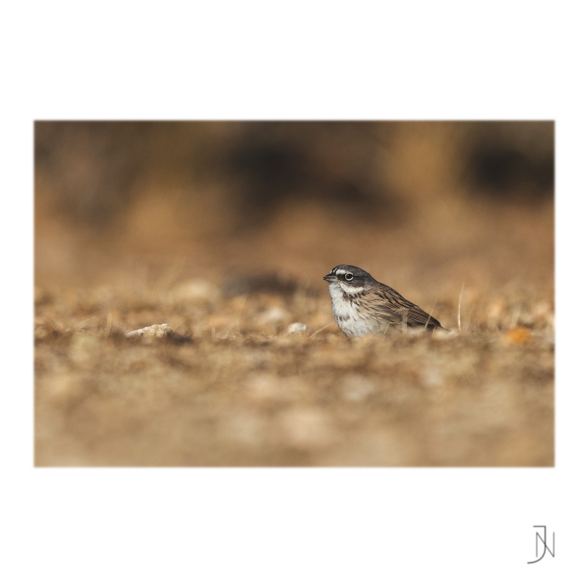 Bell's Sparrow - Jeremy Neipp