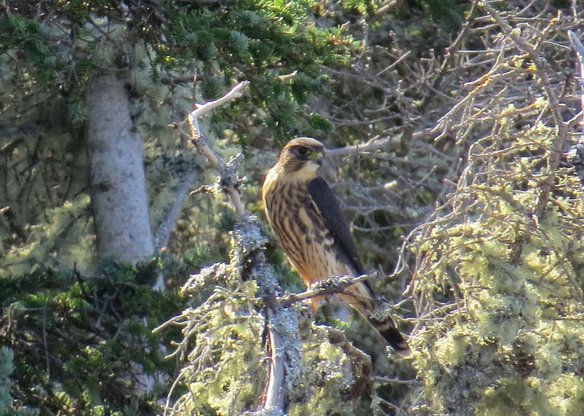 Merlin - ML303799741