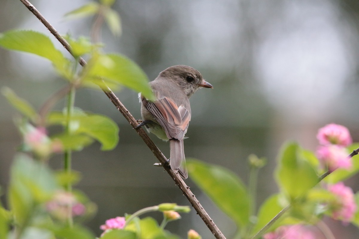 Golden Whistler - Greg and Georgie Shaw