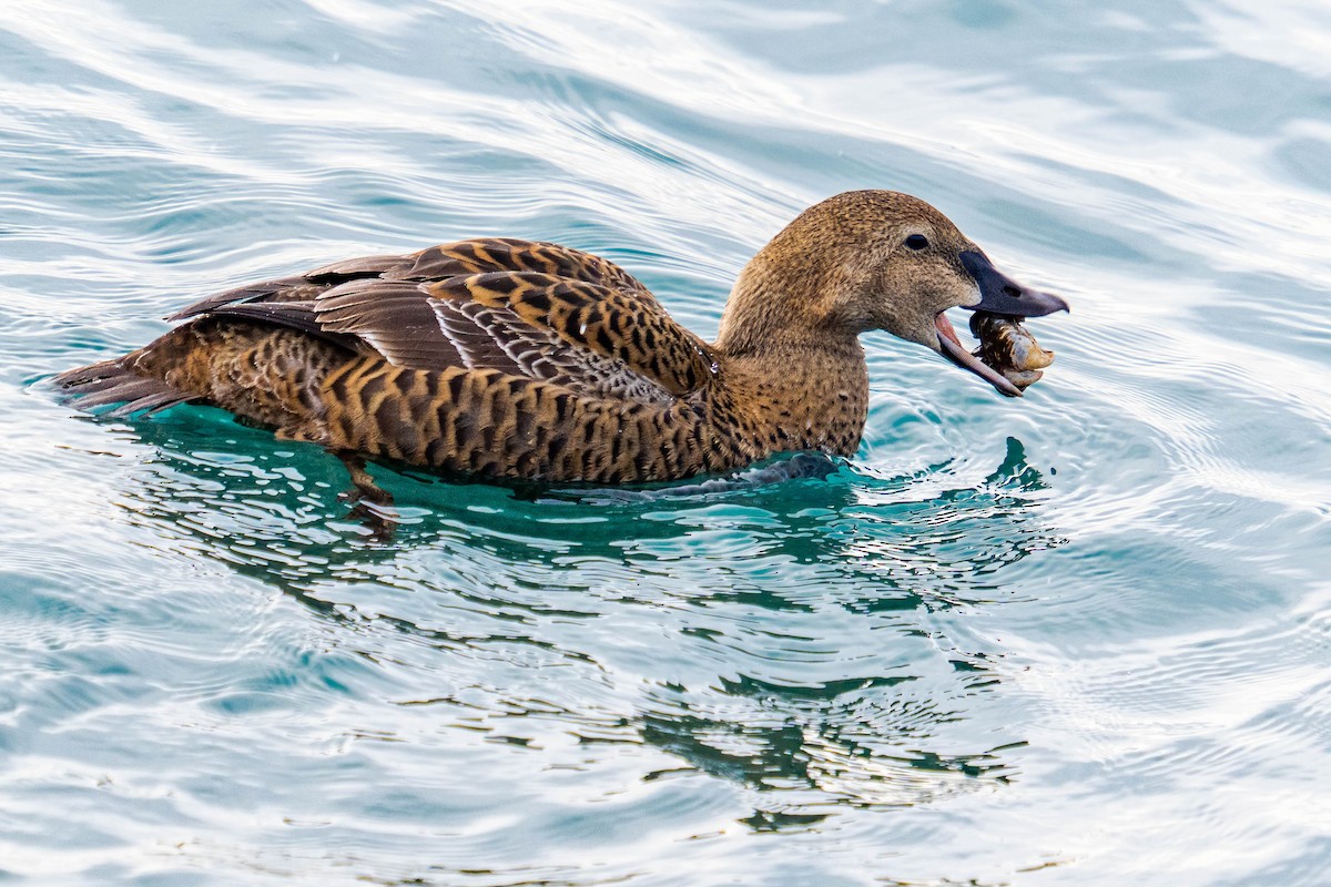 King Eider - ML303802131