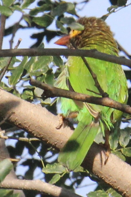 Brown-headed Barbet - ML303803571