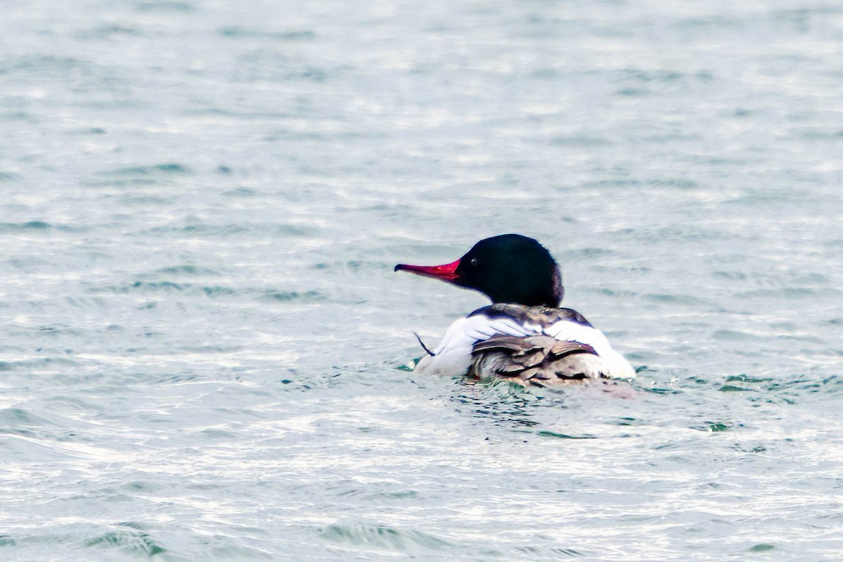 Common Merganser - Michael & Ellen LAM