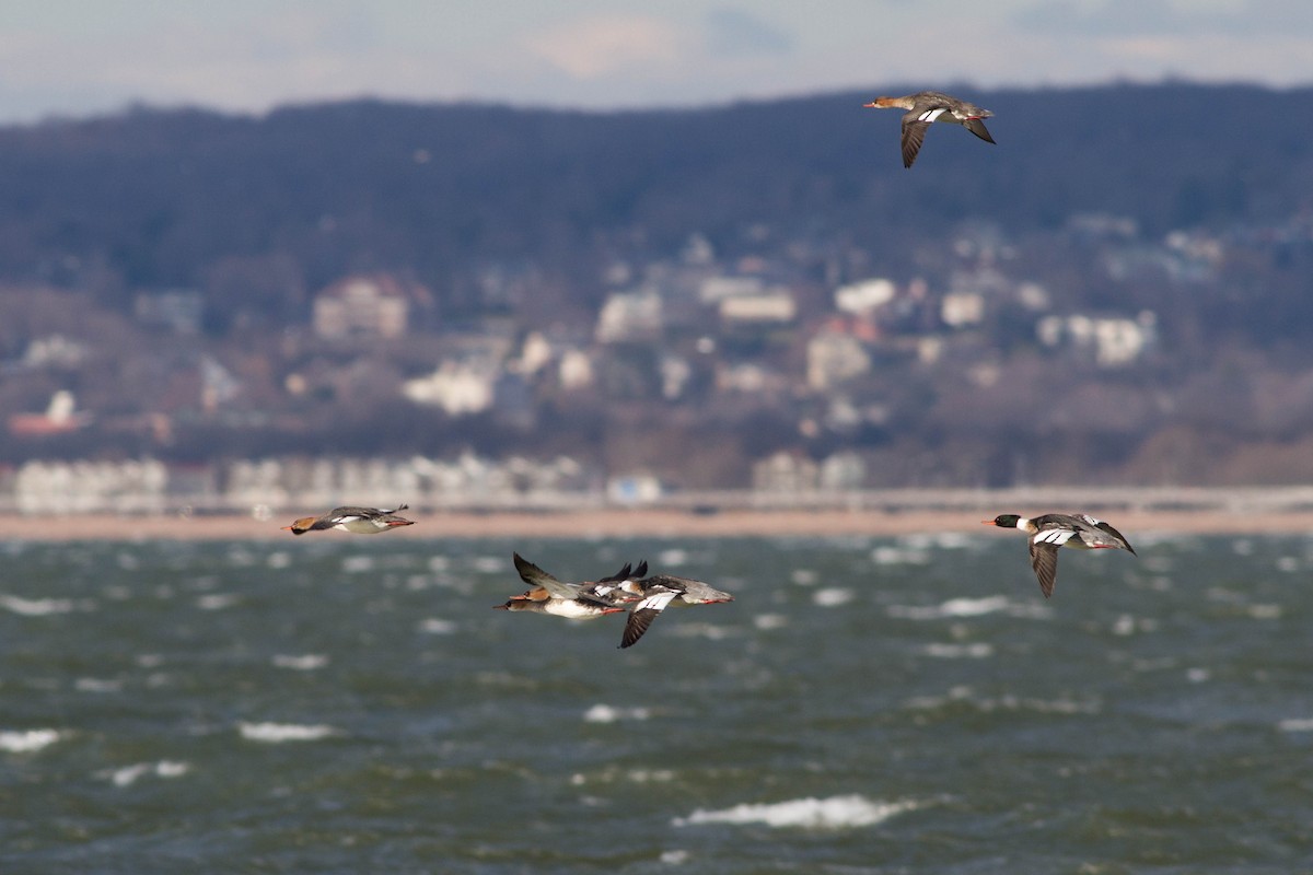 Red-breasted Merganser - ML303804451