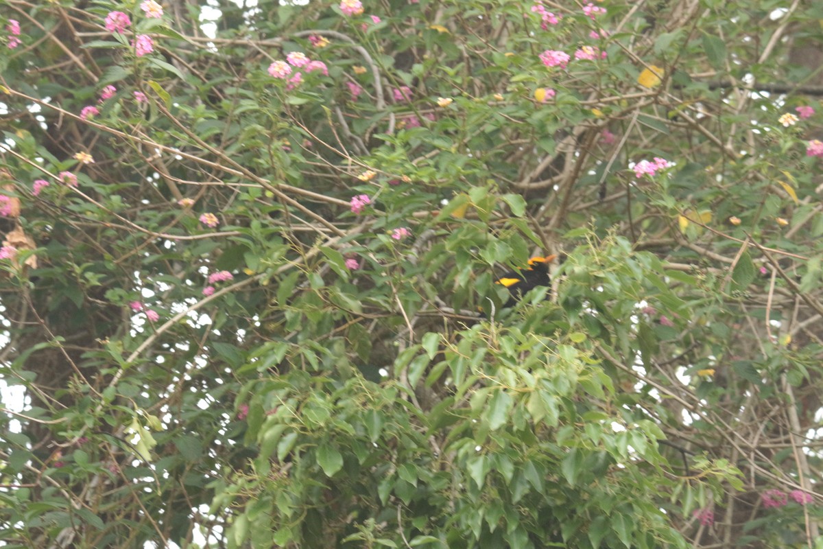 Regent Bowerbird - ML303807941