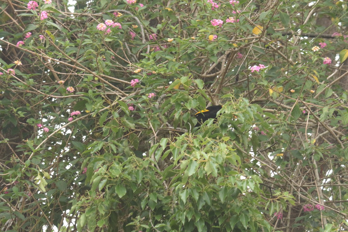 Regent Bowerbird - ML303808031