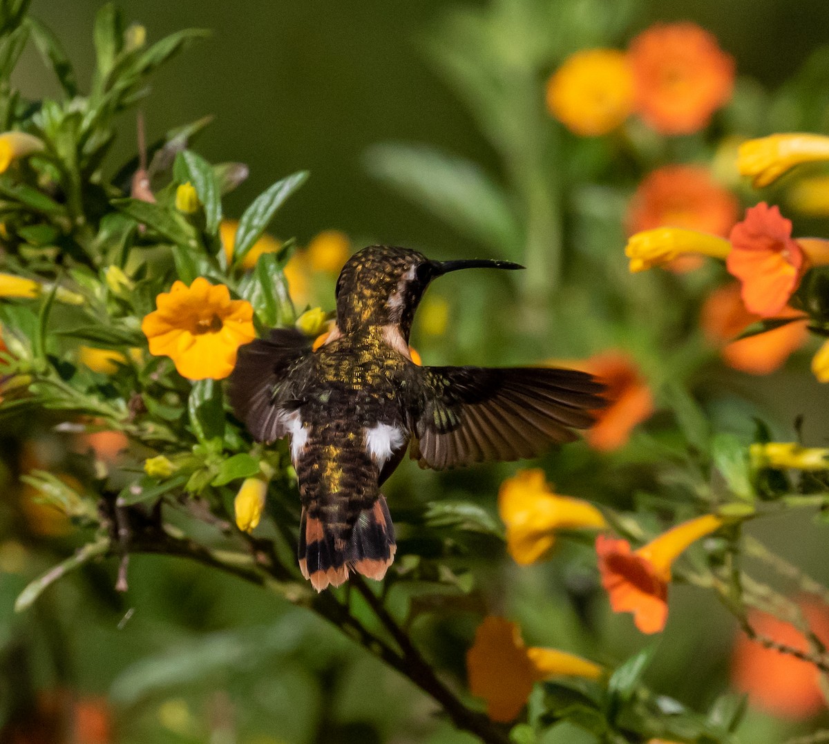 Colibrí de Mulsant - ML303808271